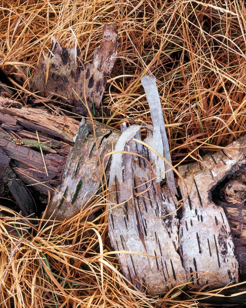 'Decaying Birch'