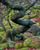 'Oak Tree at Padley Gorge'