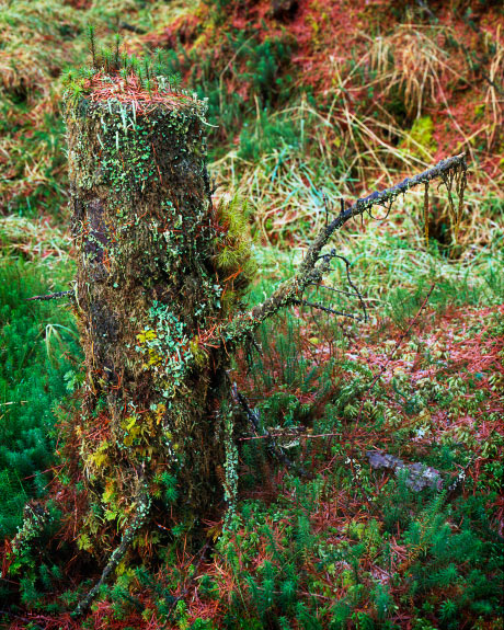 'Mossy Tree Stump'