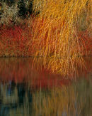 'Warter Village Pond'