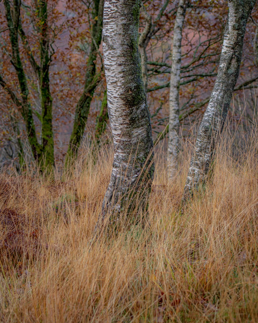 'Birch study'