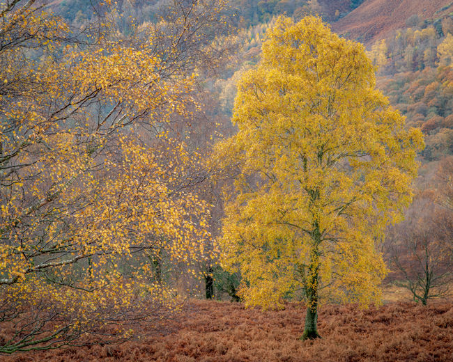 'Borrowdale'