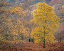 'Borrowdale'