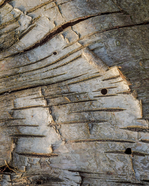 'Recap Theme A - Bark Abstract'