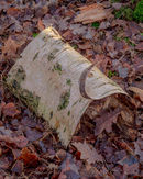 'Fallen Birch Bark Study'