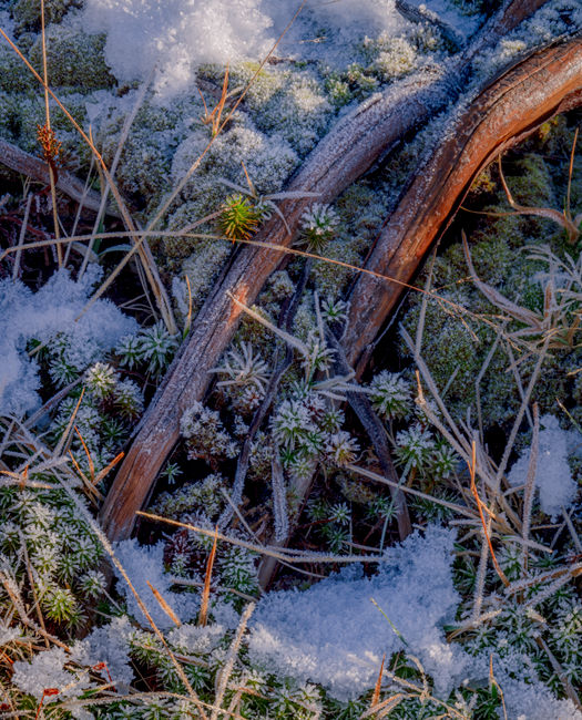 Tree roots