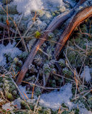 Tree roots