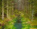 Into the forest