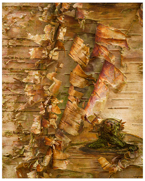 'Birch Tree'