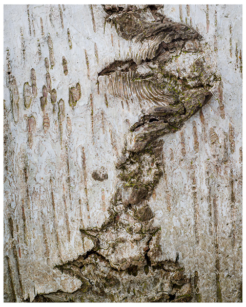 'Silver Birch Bark'