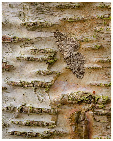 'Silver Birch Bark'