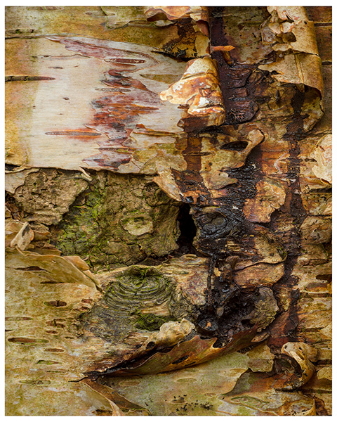 'Silver Birch Bark'