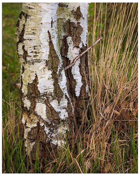 'Birch Trees'