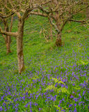 ‘Bluebells in Raindale’