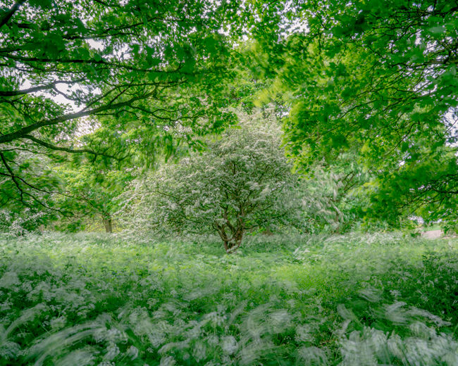‘Cow Parsley in the Wolds’