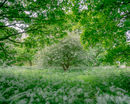 ‘Cow Parsley in the Wolds’
