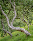'Bendy Birch'