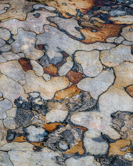 'Tolcher log #2'