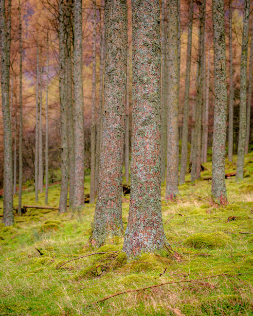 S 2017 10 31 0003 untitled-shoot-Pano-copy