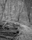 ‘Log piles at Millington’