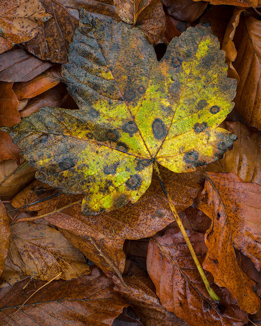 ‘Millington Leaf’