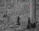 S 2017 11 19 0026 millington---dots1-copy