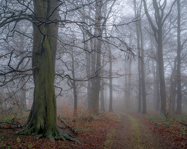 'Wolds in the mist'