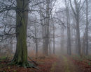 'Wolds in the mist'