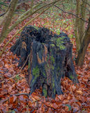 'Wolds tree stump'