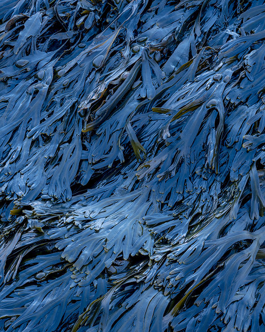 ‘Seaweed in blue light’