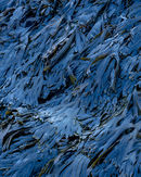 ‘Seaweed in blue light’