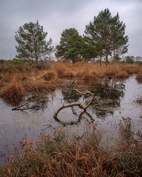 'Skipwith Common'