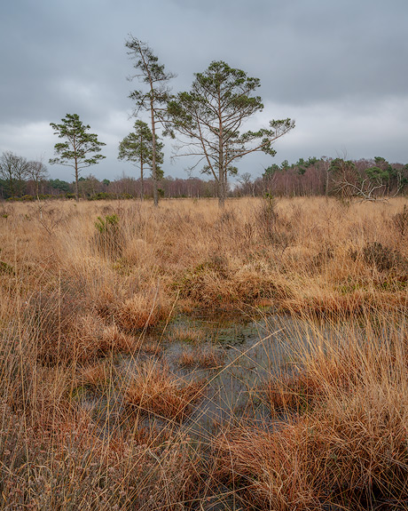 'Skipwith Common'
