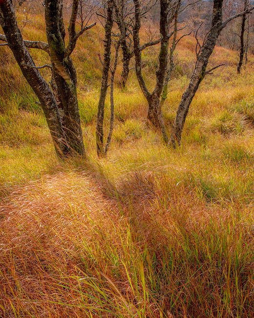 'Birch tree study in Kinlochleven'