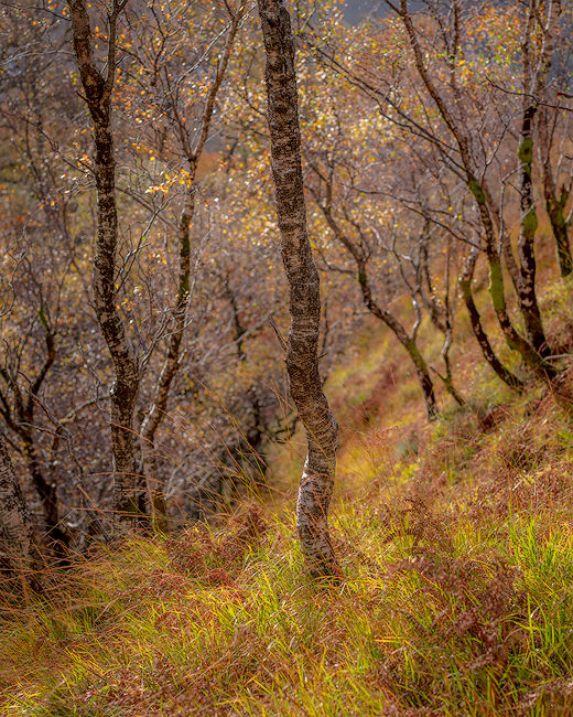 'Birch tree study in Kinlochleven'