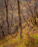 'Birch tree study in Kinlochleven'