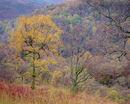 'Birch tree study in Kinlochleven'