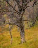 'Birch tree study in Kinlochleven'