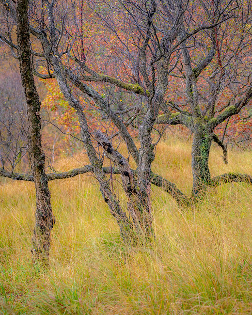 'Birch tree study in Kinlochleven'