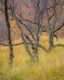 'Birch tree study in Kinlochleven'