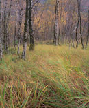 'Birch tree and grasses Kinlochleven'