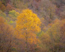 'Birch tree study in Kinlochleven'