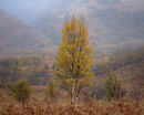 'Birch tree study in Kinlochleven'