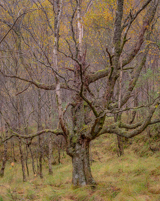 'Birch tree study in Kinlochleven'