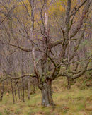 'Birch tree study in Kinlochleven'