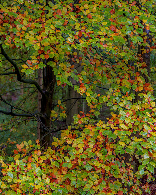 'Millington Beech #1'