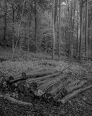 ‘Ash tree clearing’