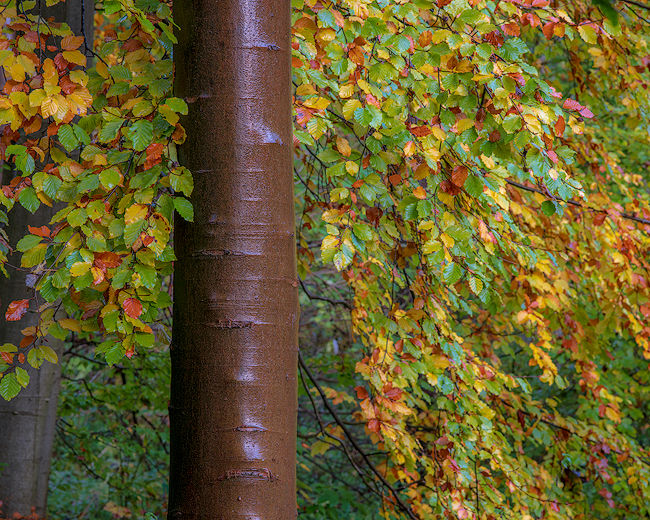 'Millington Beech #2'