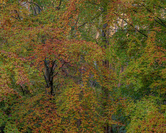 ‘Millington beech #3’