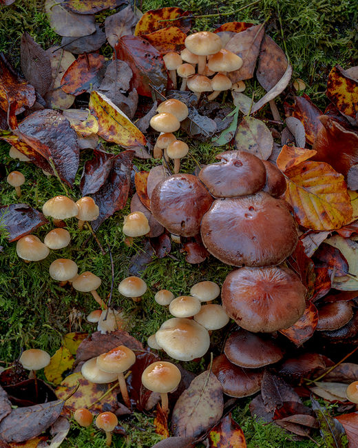 ‘Small world on a stack of logs’